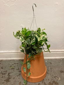 Epipremnum pinnatum 'Pothos N Joy'