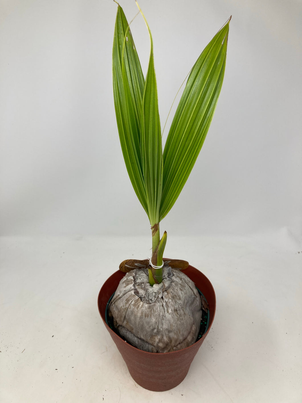 Cocos nucifera 'Coconut Palm'