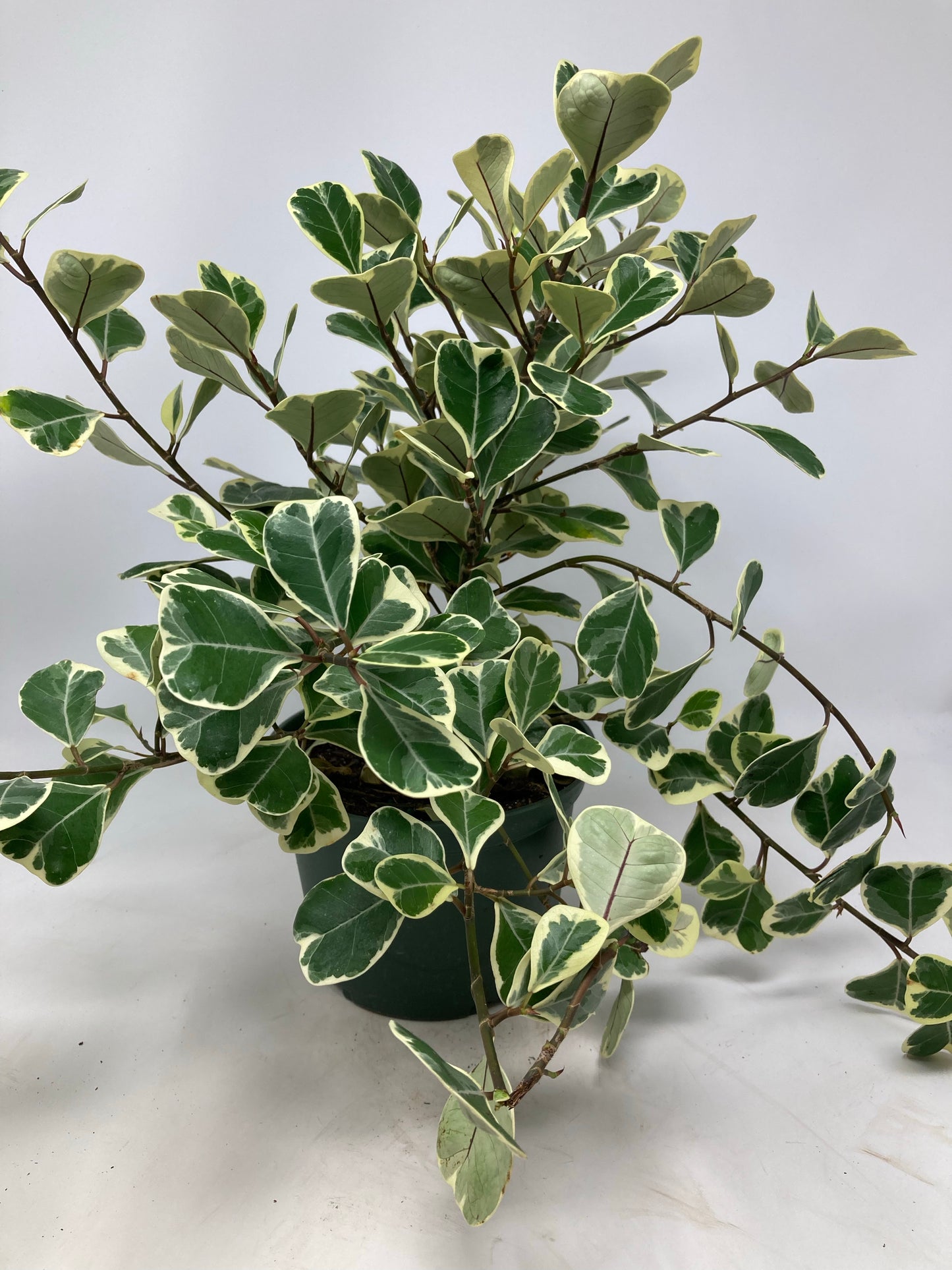 Ficus triangularis 'Variegata'