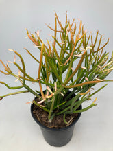 Load image into Gallery viewer, Euphorbia Tirucalli &#39;Sticks of fire&#39;
