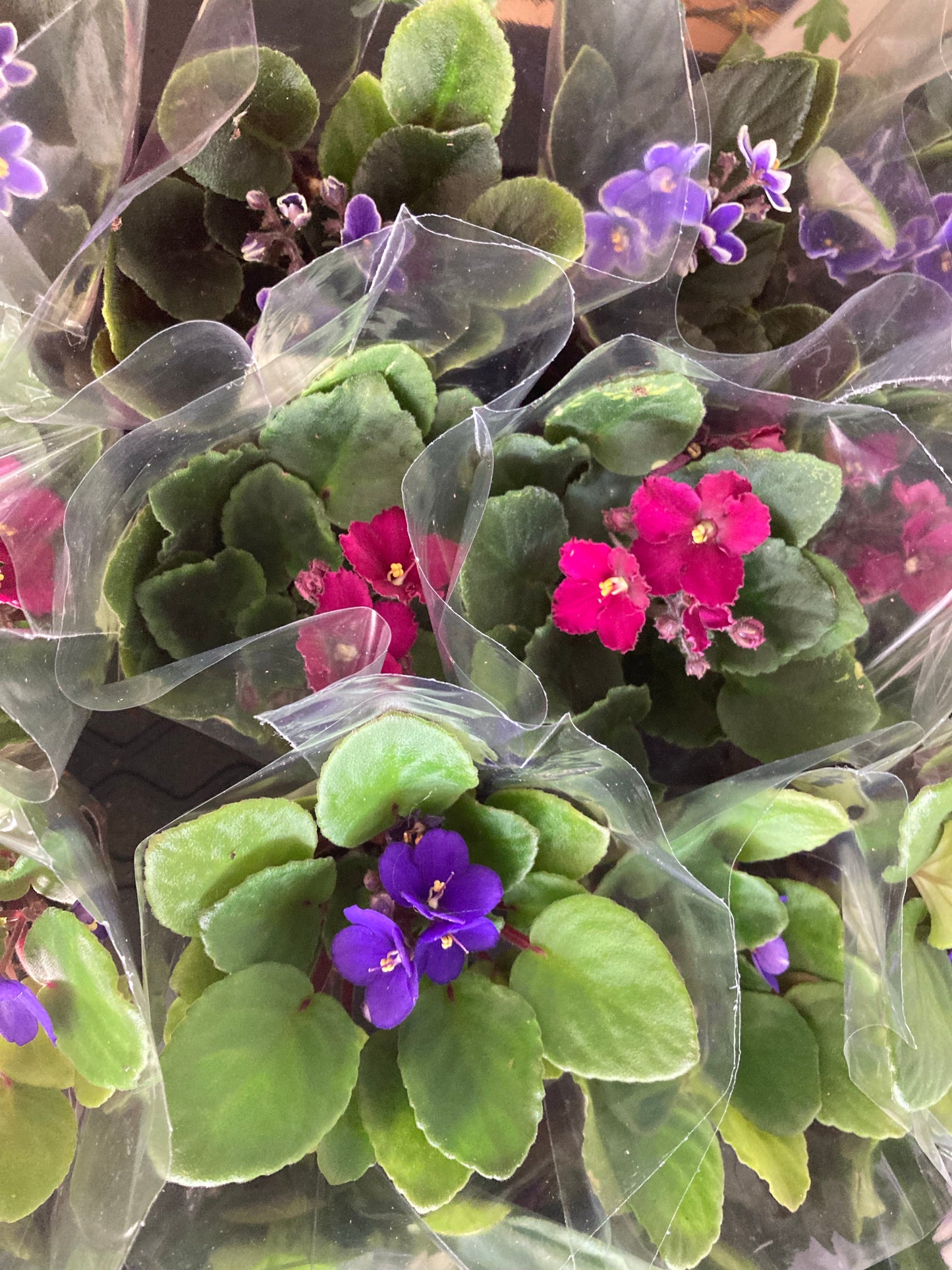 Saintpaulia ‘African Violets’