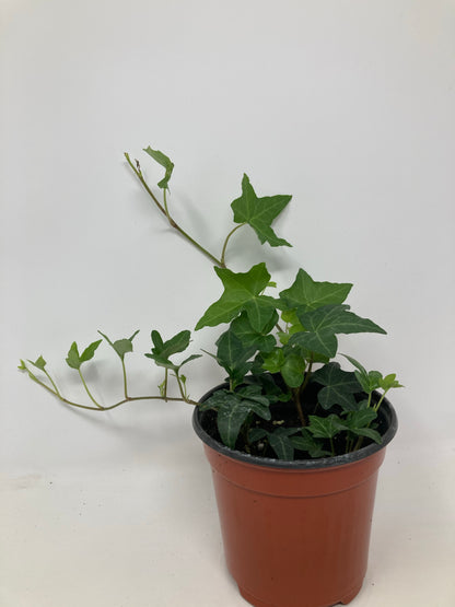 Hedera helix 'English Ivy'