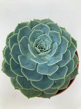 Load image into Gallery viewer, Echeveria ‘Hens &amp; Chicks’
