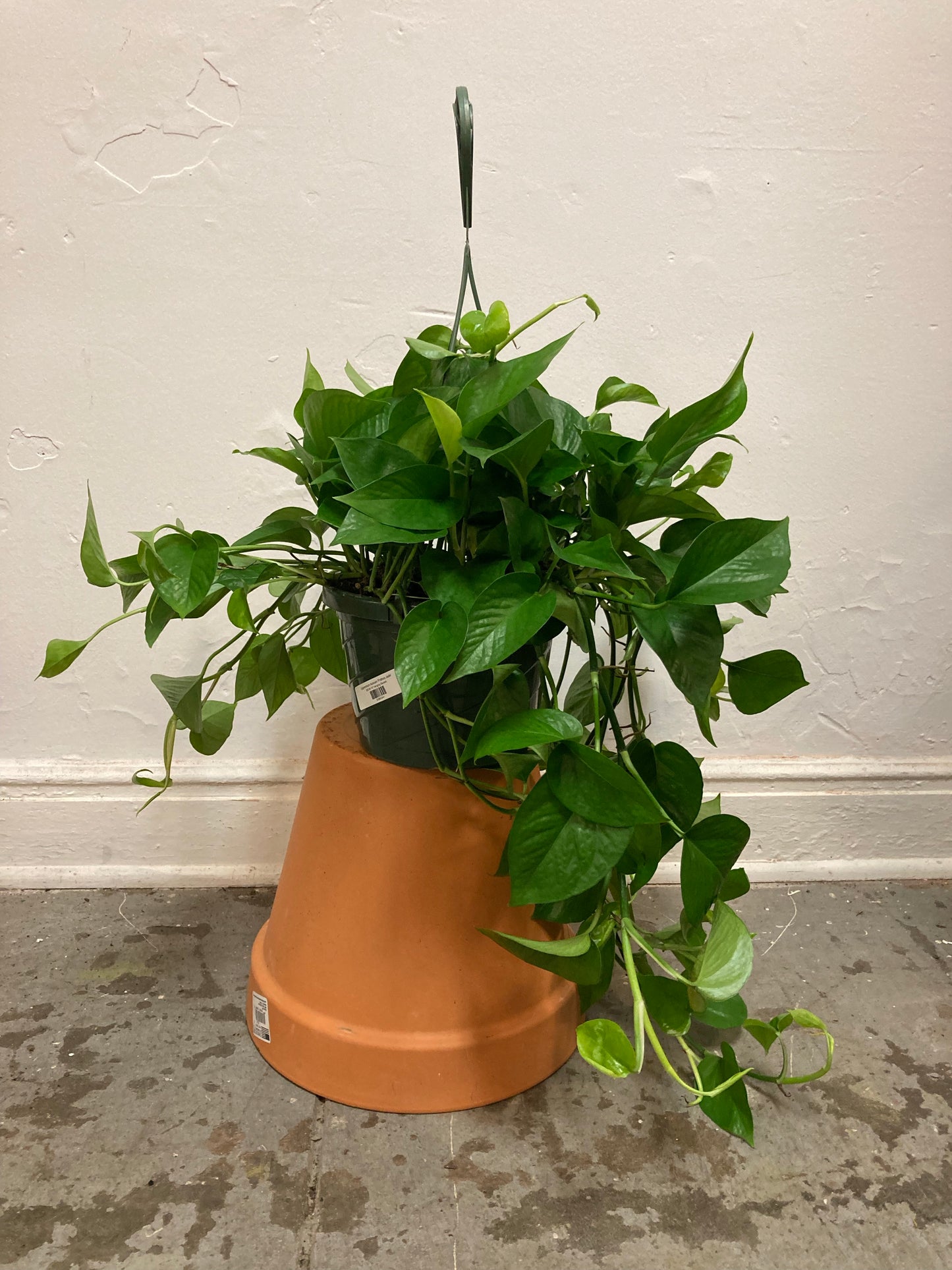 Epipremnum Aureum 'Pothos Jade'