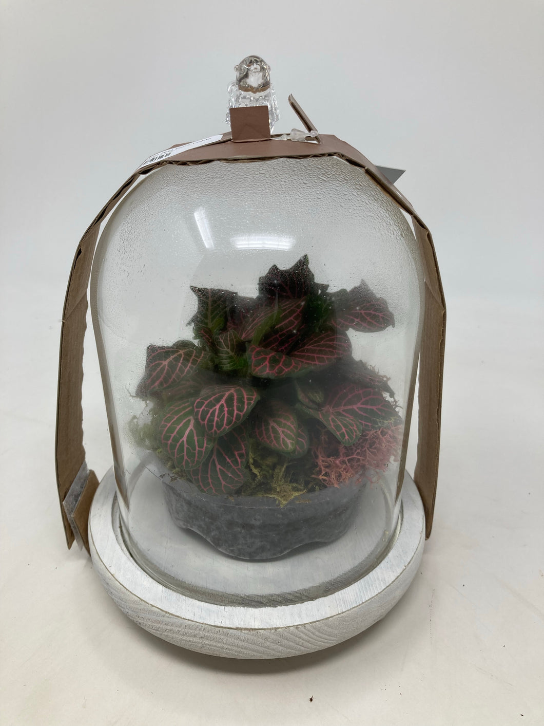Terrarium with Foliage and Fairy Lights