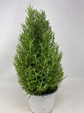 Load image into Gallery viewer, Rosemary Mini tree

