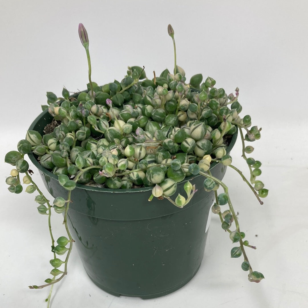 Senecio Rowleyanus ‘String of Pearls Variegated’