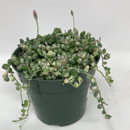 Senecio Rowleyanus ‘String of Pearls Variegated’