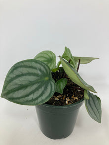 Peperomia "Watermelon"