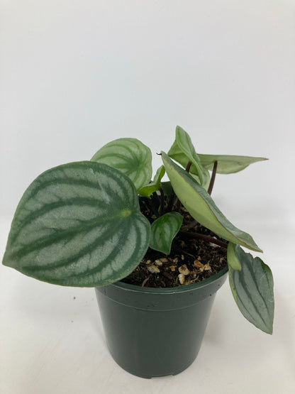Peperomia 'Watermelon' - 4" Pot