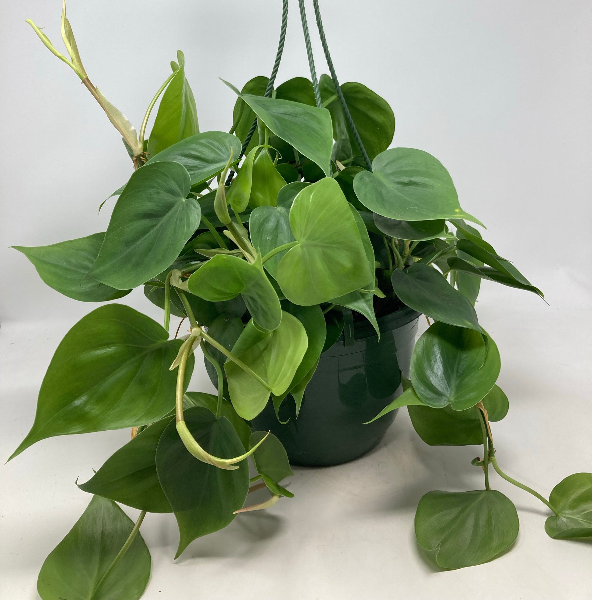 is philodendron cordatum toxic to cats Philodendron cordatum 'Heart Leaf' – Snakeroot Botanicals