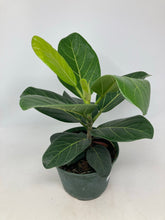 Load image into Gallery viewer, Ficus Benghalensis ‘Ficus Audrey’
