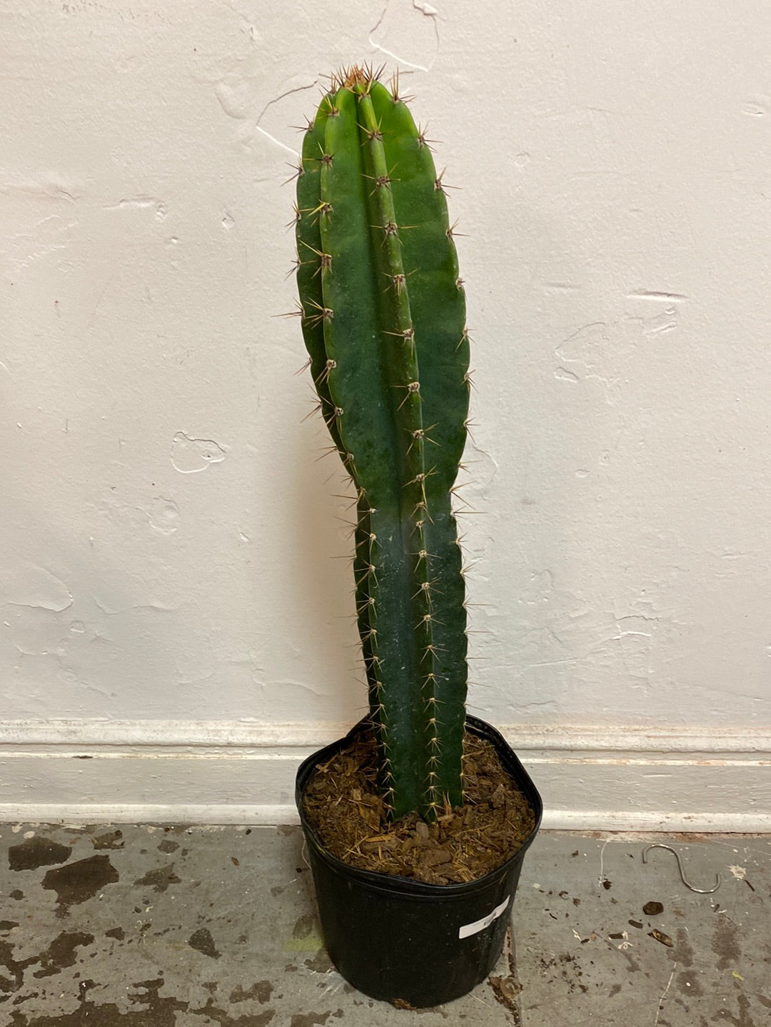Cereus peruvianus