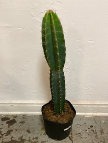 Cereus peruvianus