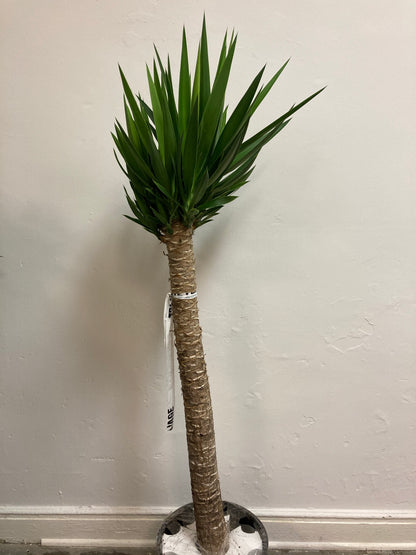 Yucca Gigantea 'Yucca'