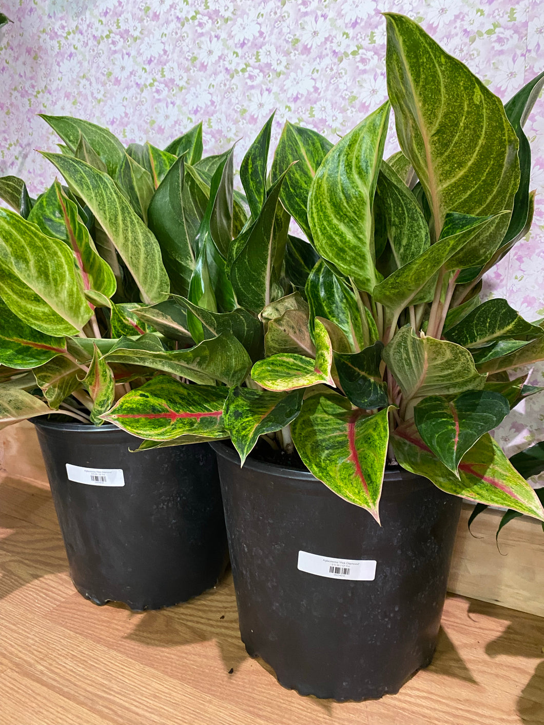 Aglaonema 'Pink Diamond'
