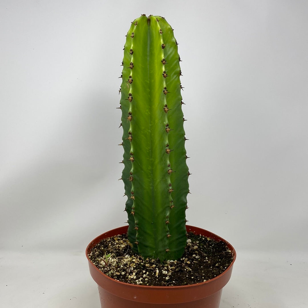 Euphorbia ingens  ‘Candelabra Tree’
