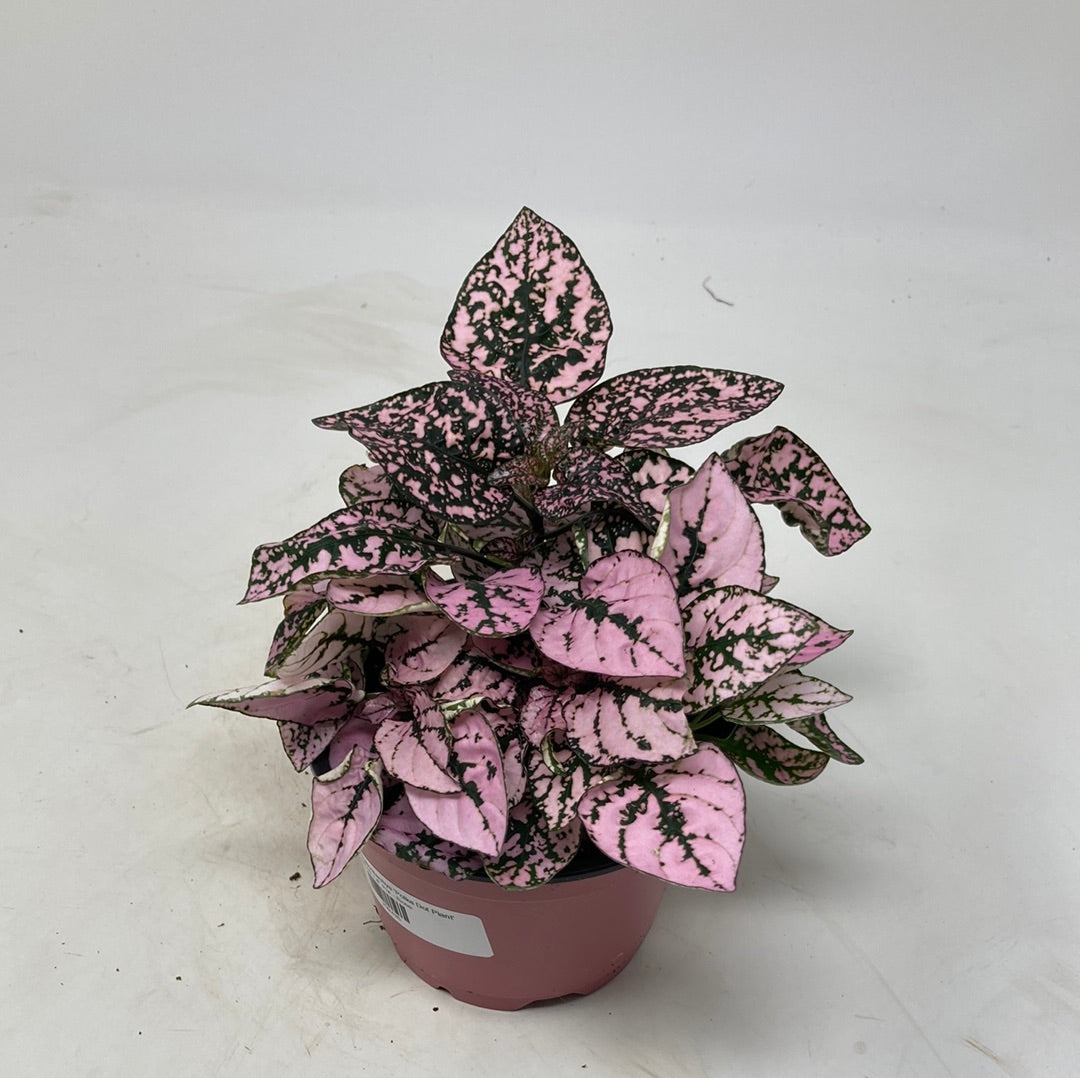 Hypoestes Phyllostachya 'Polka Dot Plant'