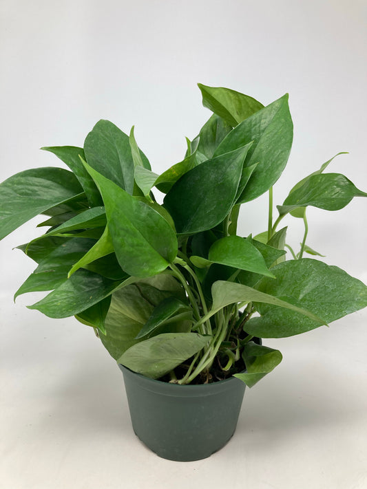 Epipremnum Aureum 'Pothos Jade'