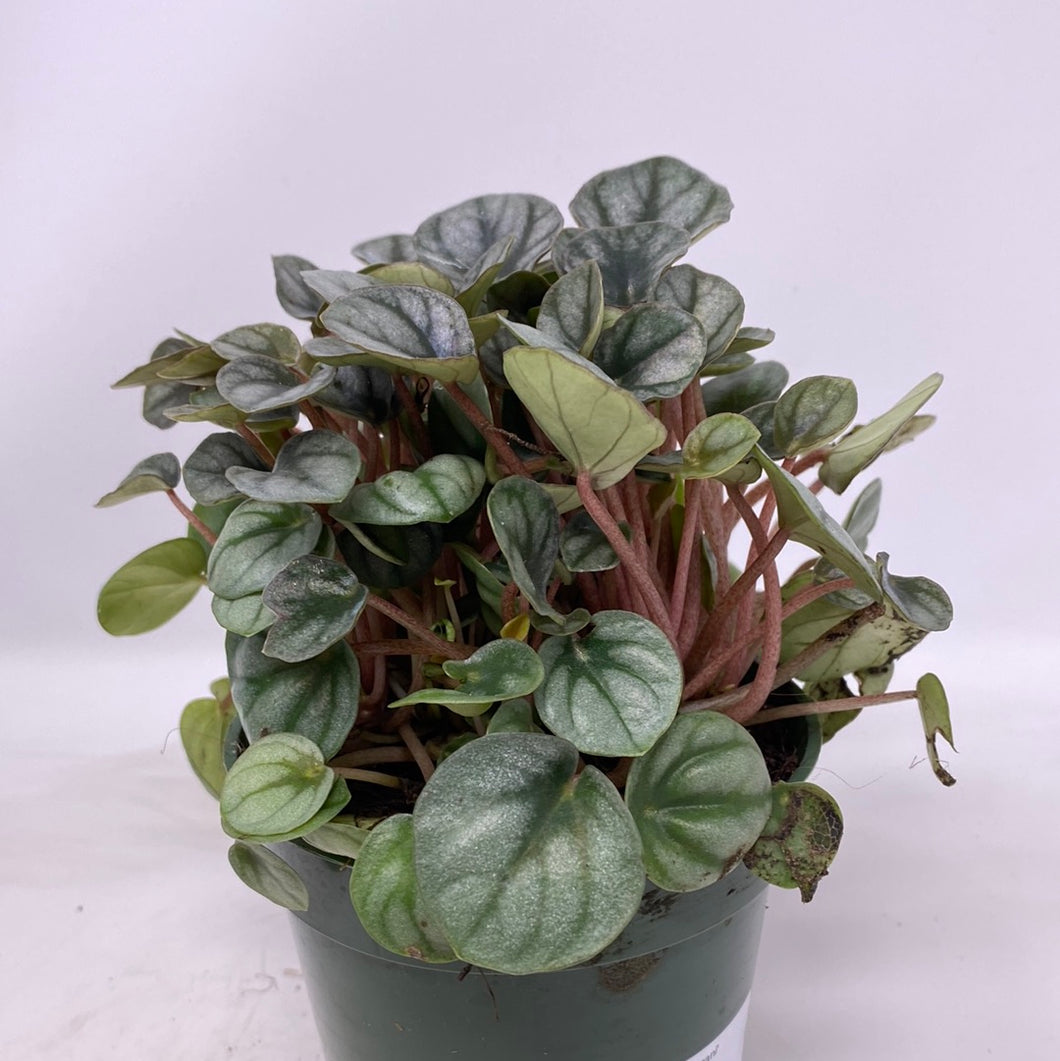 Peperomia 'Little Tuscany'