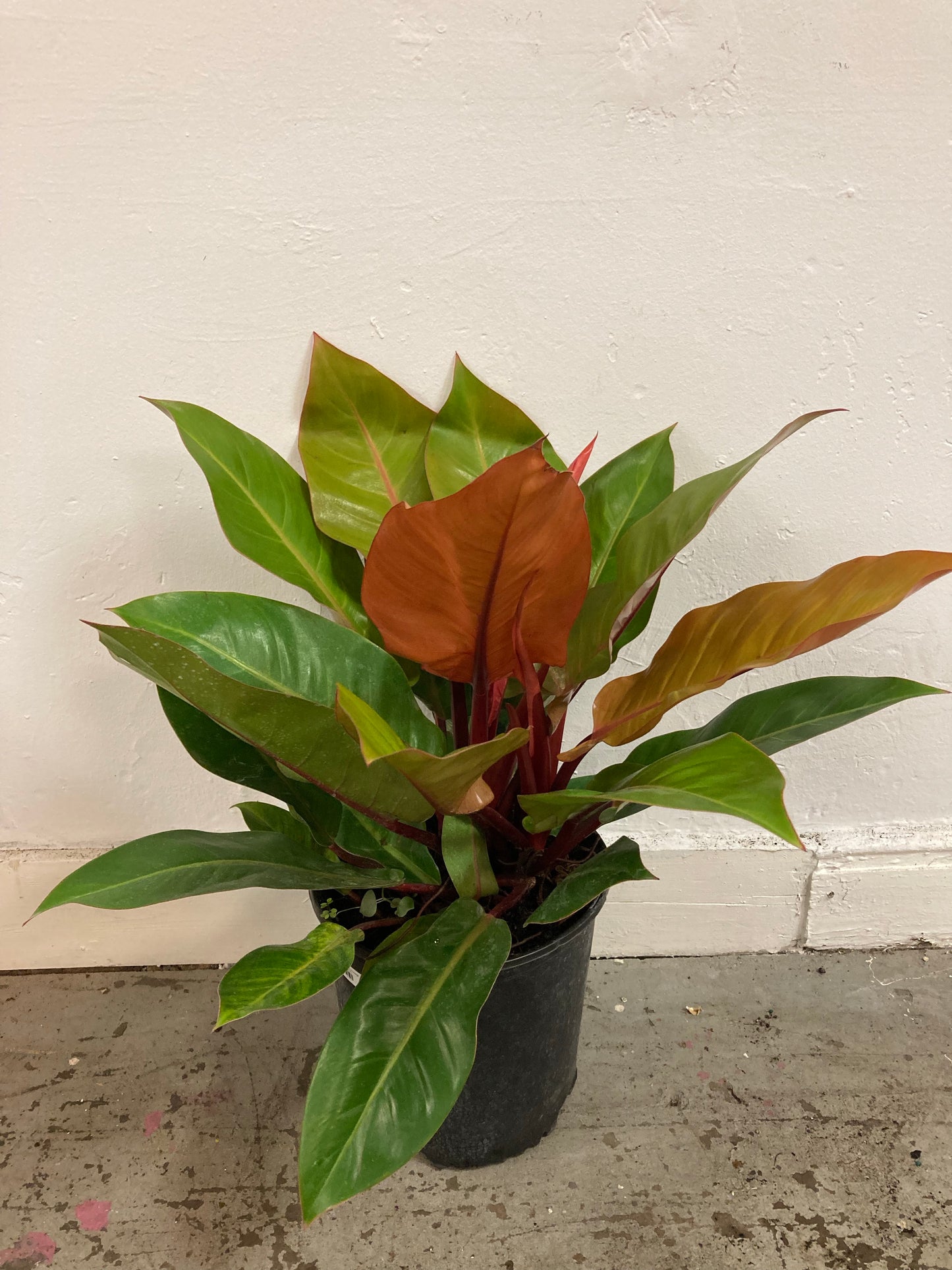 Philodendron ‘Prince of Orange’
