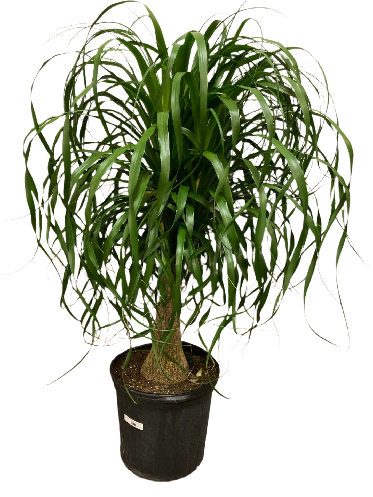 Beaucarnea Recurvata 'Ponytail Palm'