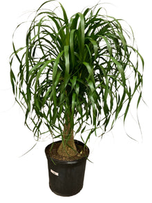 Beaucarnea Recurvata 'Ponytail Palm'