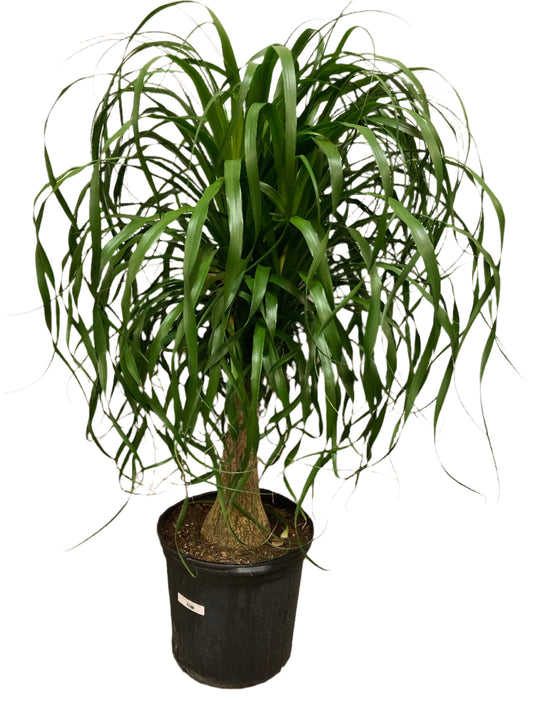 Beaucarnea Recurvata 'Ponytail Palm'