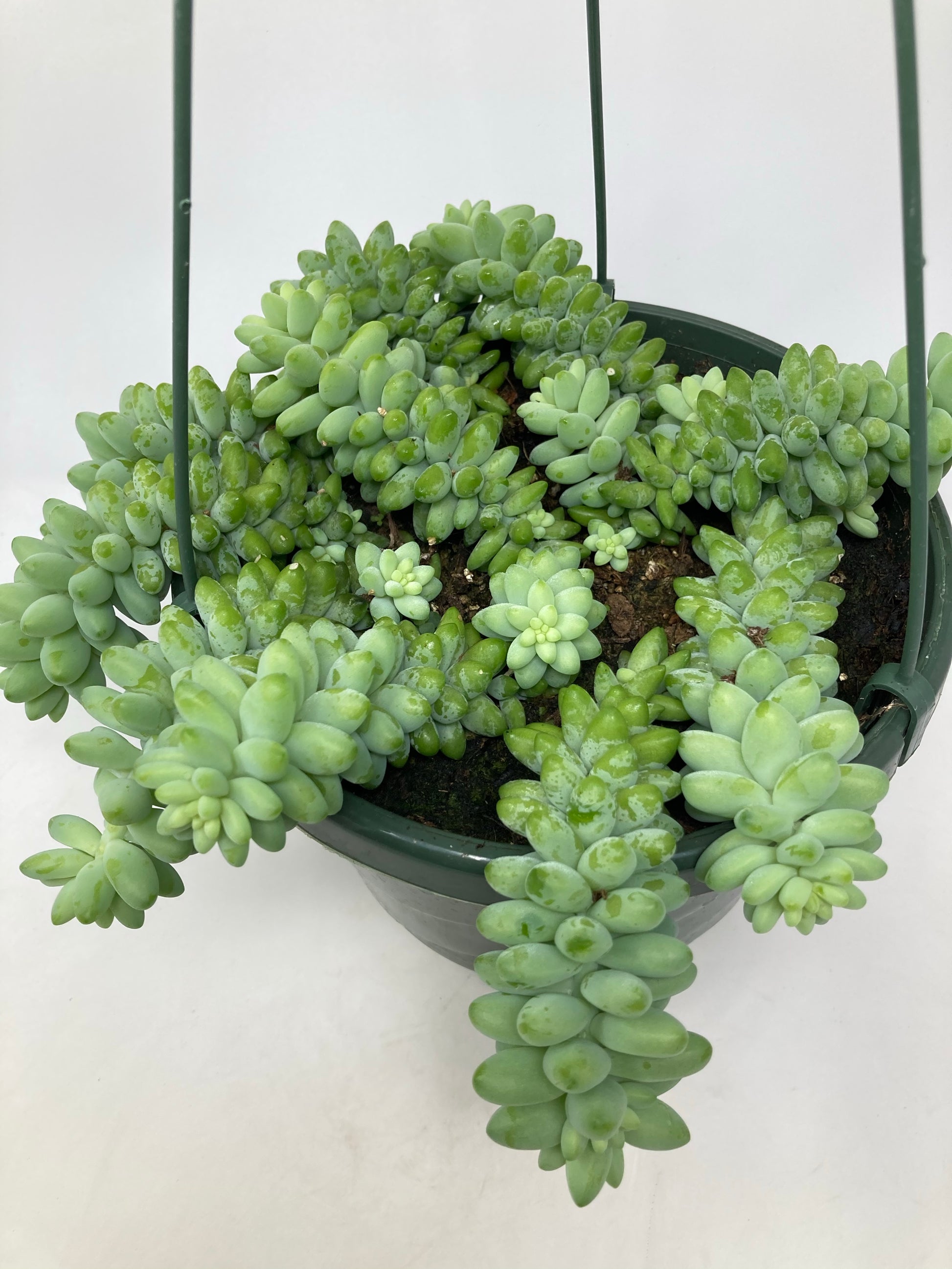 buy burro's tail succulent Sedum 'Burro's Tail' – Snakeroot Botanicals