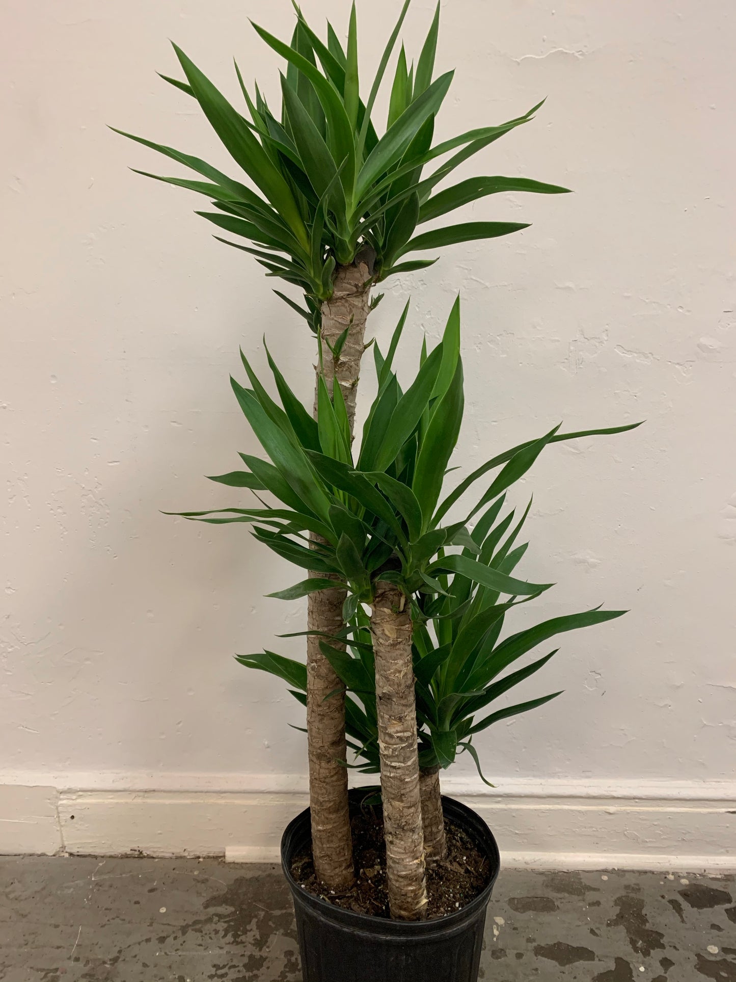 Yucca Gigantea 'Yucca'