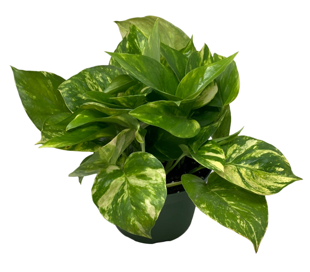 Epipremnum Aureum 'Golden Pothos'