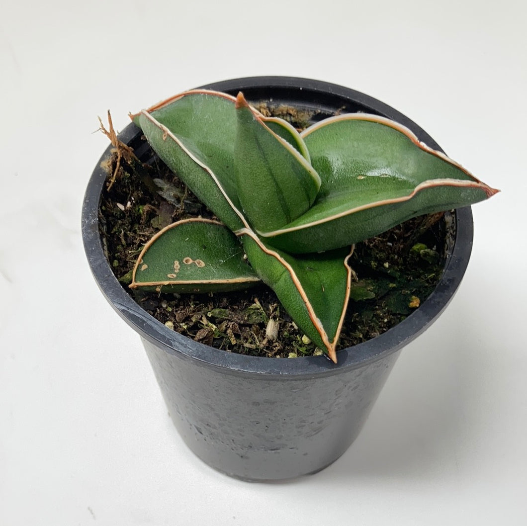 Sansevieria ehrenbergii ‘Samurai Dwarf’