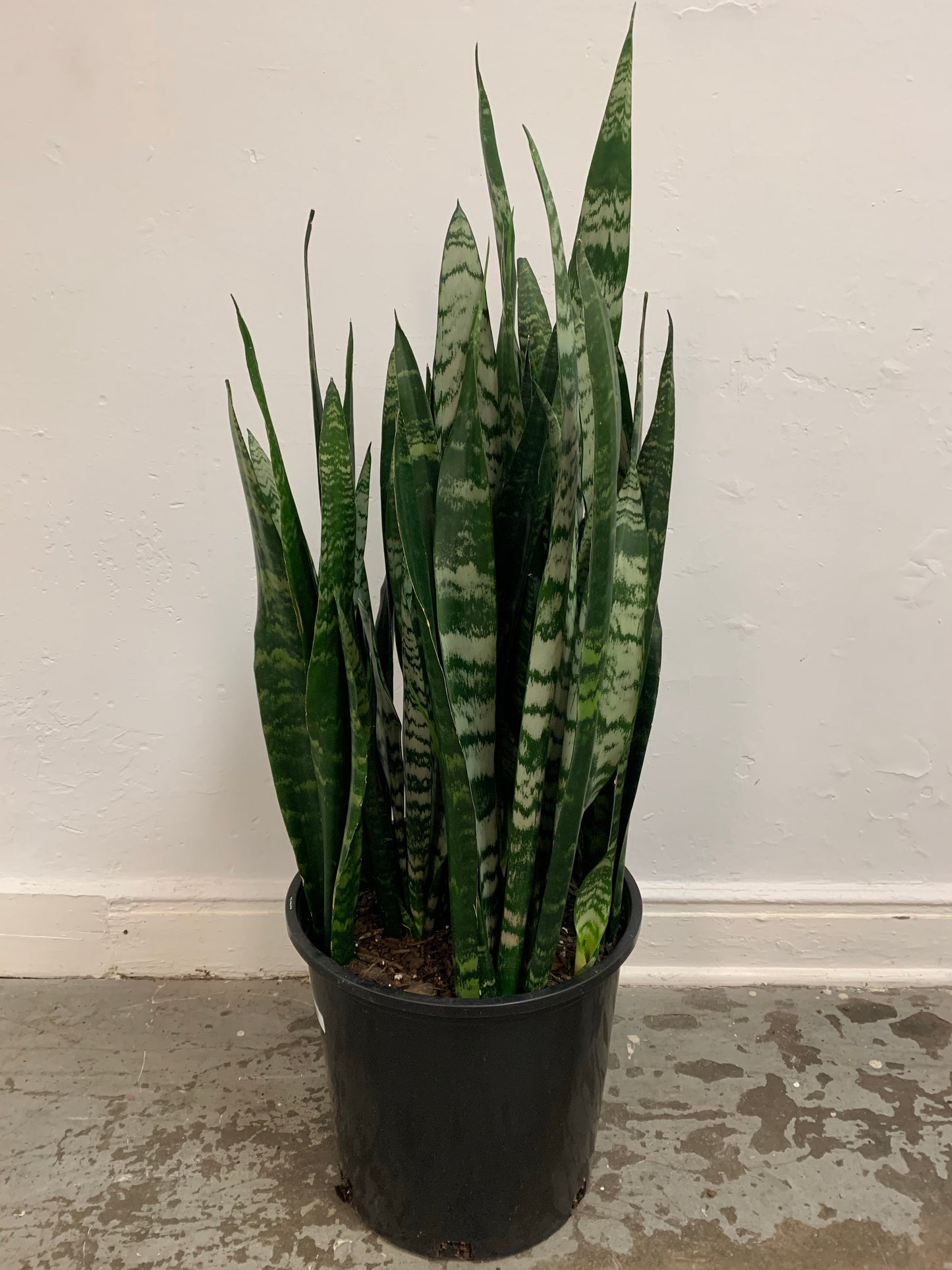 Sansevieria 'Black Coral'