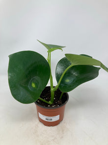 Peperomia ‘Raindrop’