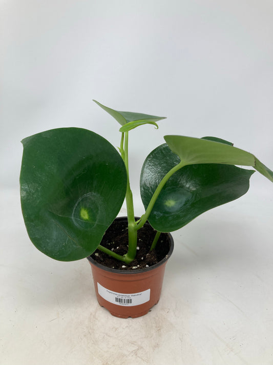 Peperomia ‘Raindrop’