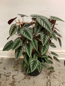 Cissus Discolor 'Rex Begonia Vine'
