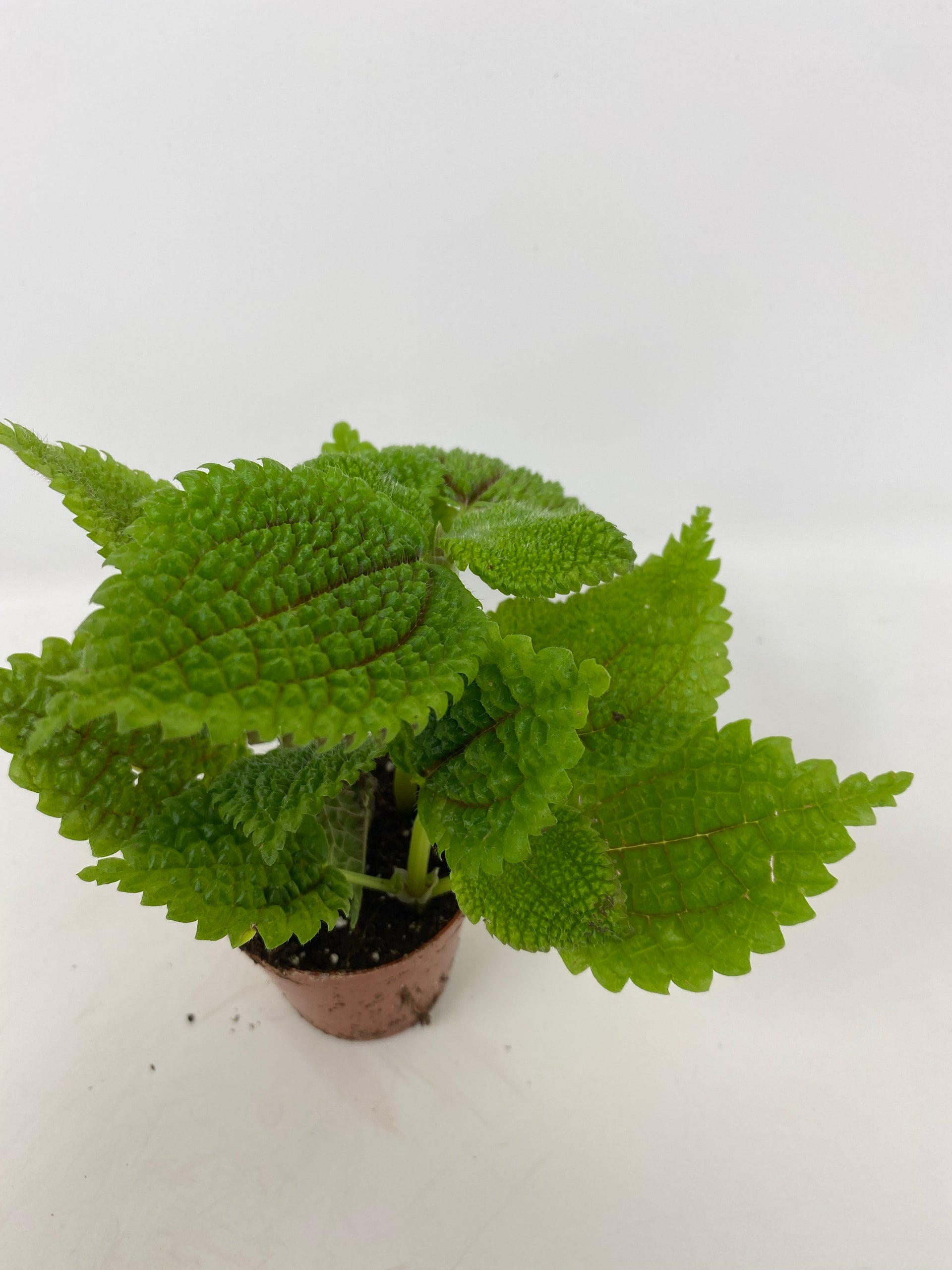 Pilea 'Moon Valley' – Snakeroot Botanicals