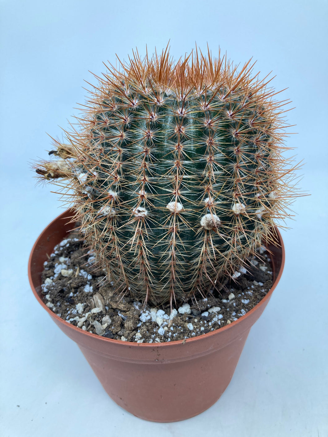 Notocactus Schlosseri Cactus