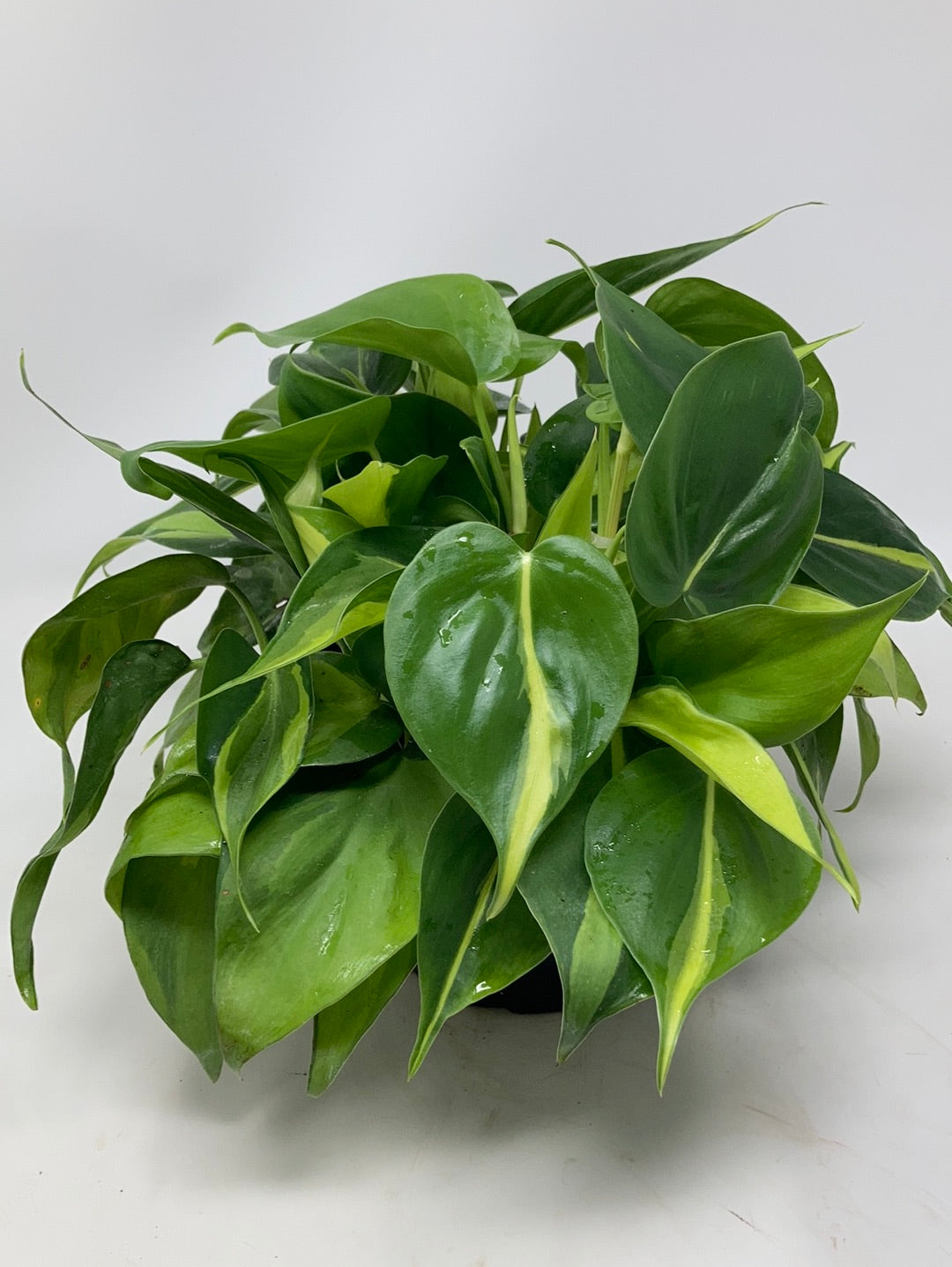 Philodendron 'Brazil'