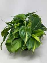 Load image into Gallery viewer, Philodendron &#39;Brazil&#39;
