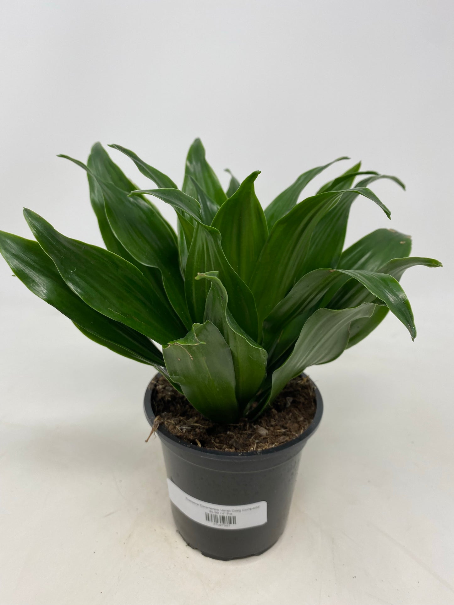 Dracaena Deremensis 'Janet Craig'