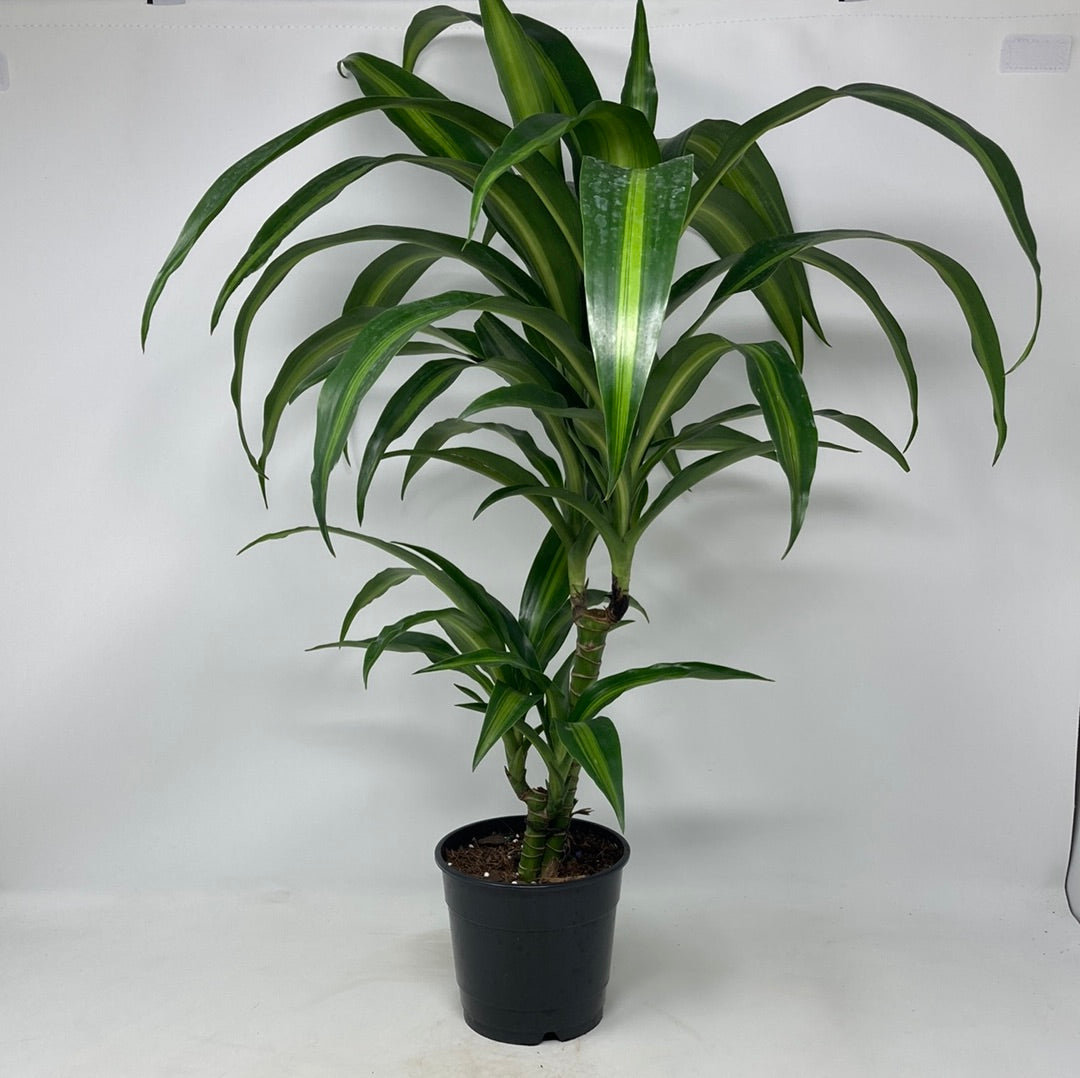 Dracaena 'Hawaiian Sunshine'