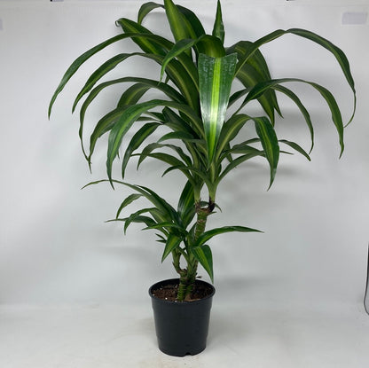 Dracaena 'Hawaiian Sunshine'