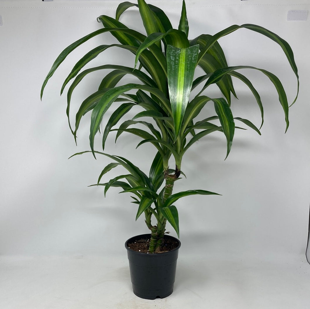 Dracaena 'Hawaiian Sunshine'