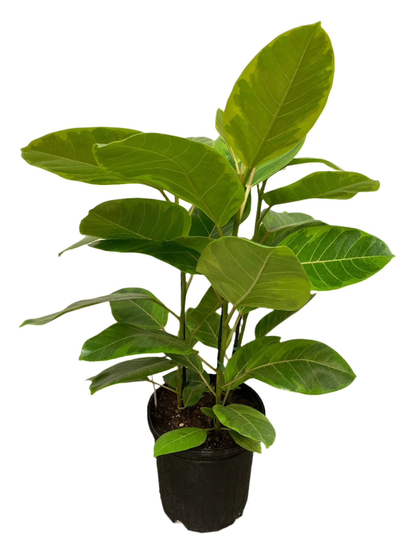 Ficus altissima 'Yellow Gem'