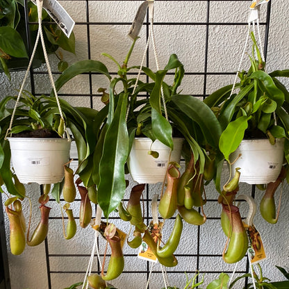 Nepenthes ‘Pitcher Plants’