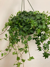 Load image into Gallery viewer, Hedera Helix &#39;English Ivy&#39;
