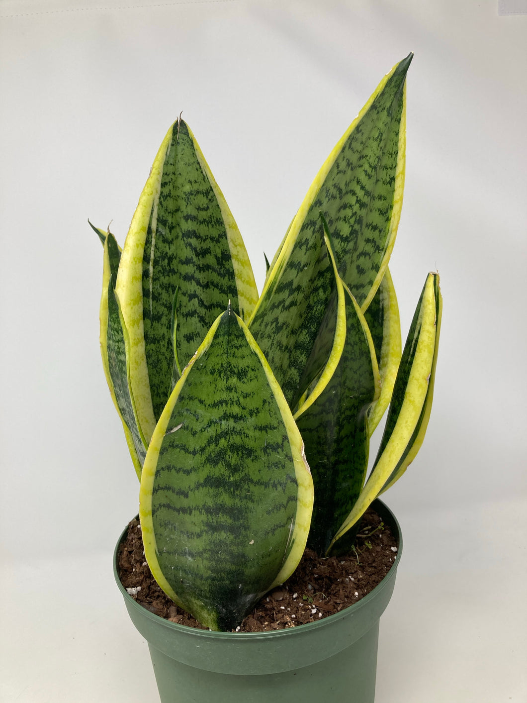 Sansevieria Trifasciata 'Futura Superba'