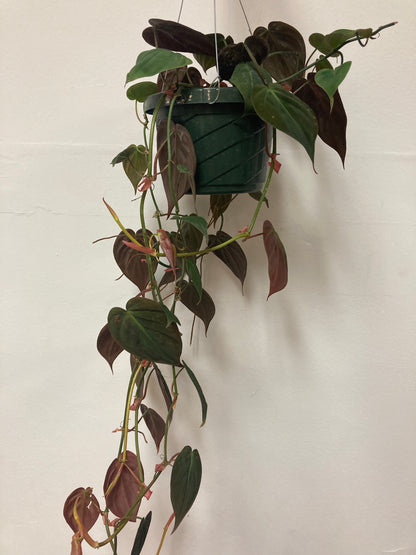Philodendron 'Micans'