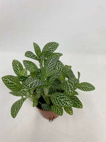 Fittonia Albivenis ‘White Nerve Plant’